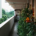 "Small apartment balcony with a container garden filled with lush green plants."